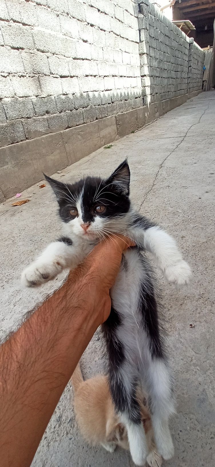 Yaxwi qaridigan odamga hadiyaga beramiz. 5 ta muwuk bolasi bor