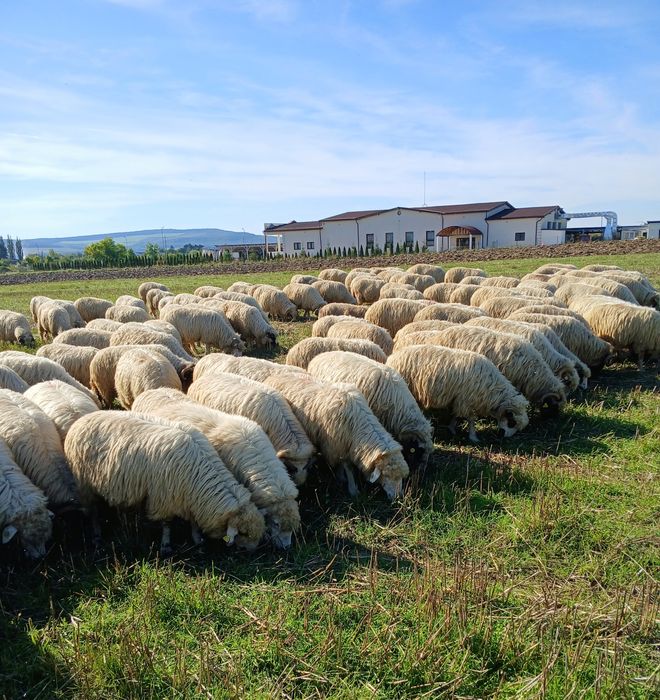 Vând 300 oi țurcane bune de ținut de ținut