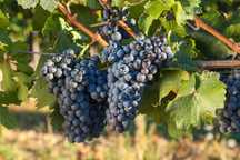 Struguri de vin adusi acasa soiuri alese albi/negri, pret producator