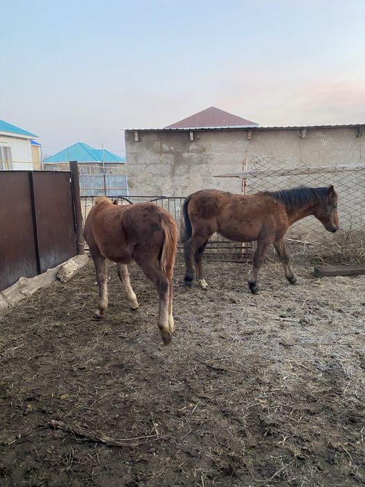 Жабағылар сатамын