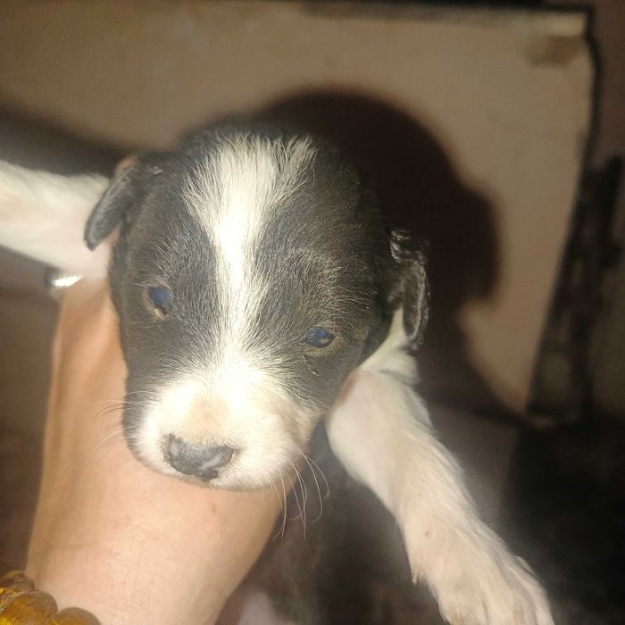 продаются щенки  200 000сум