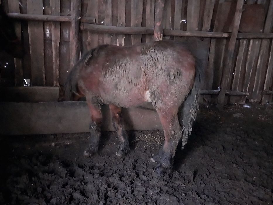 продают тай 2голов на откорме