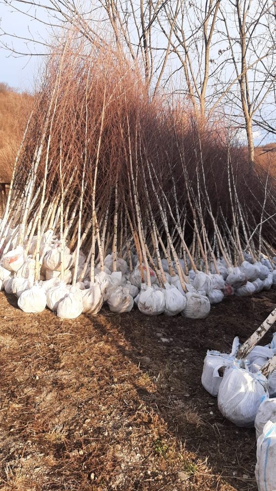 Mesteacăn tei catalpa tuia salcie prunus magnolia