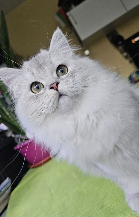 Британски дългокосмести котенца