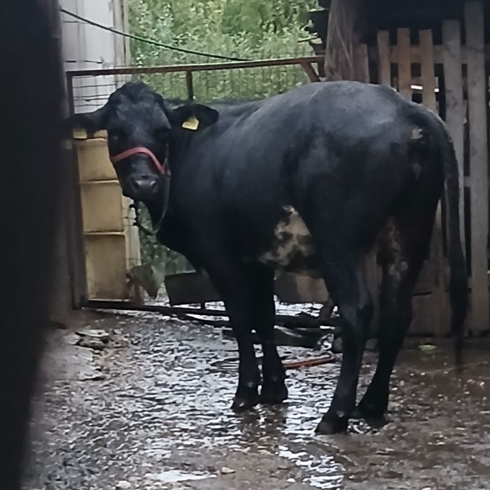 Vând taur 2 Ani și  vitea  2 ani