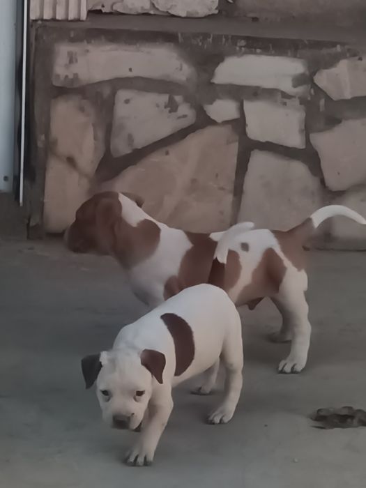 Питбуль боласи сотилади ургочи