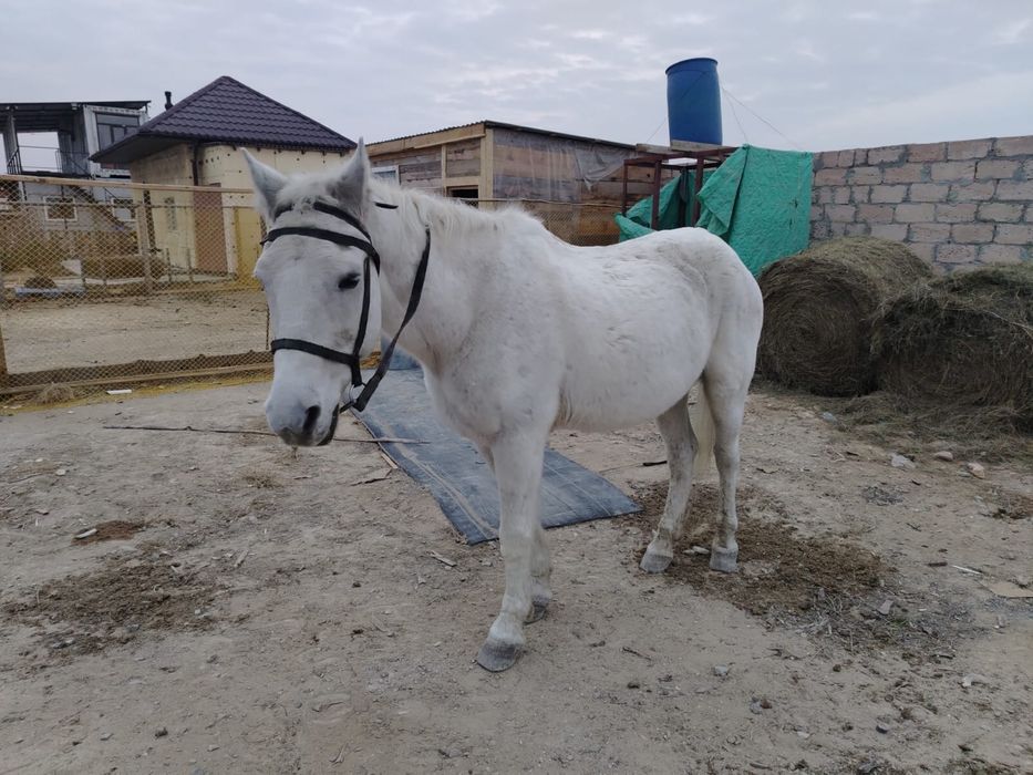 Продается лошадь