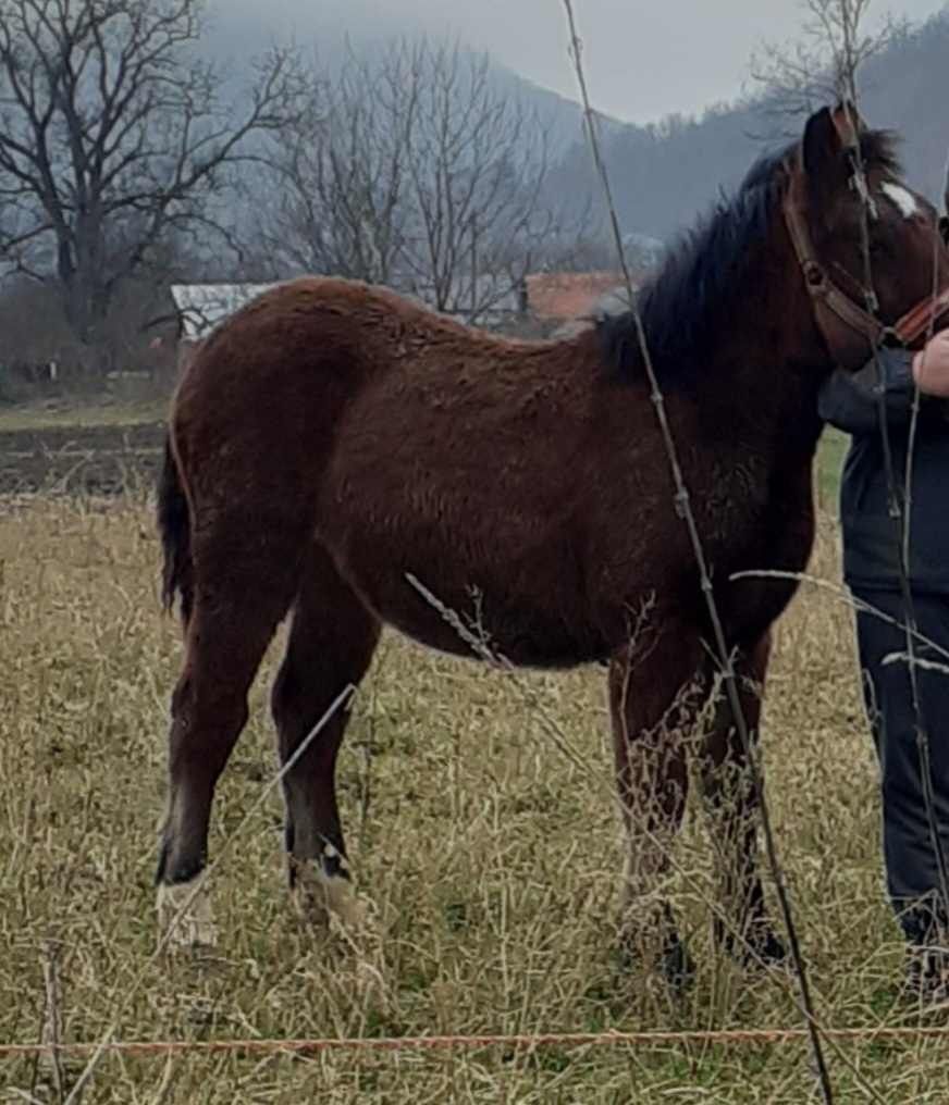 Vând o iapă și o mânză