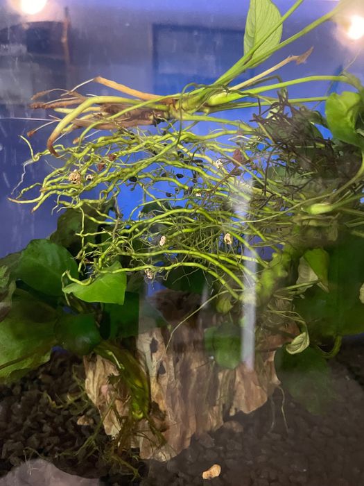 Стъклен аквариум 100 литра с подарък оборудване