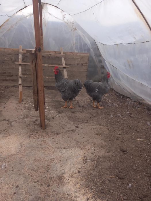 Vand cocosi si puicute belefelder si wyandotte