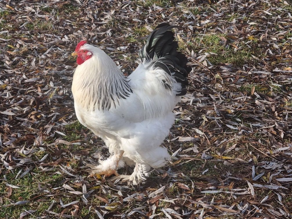 Cocosi Brahma 2024