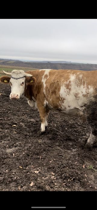 Vand vaca baltata gestanta 6 luni