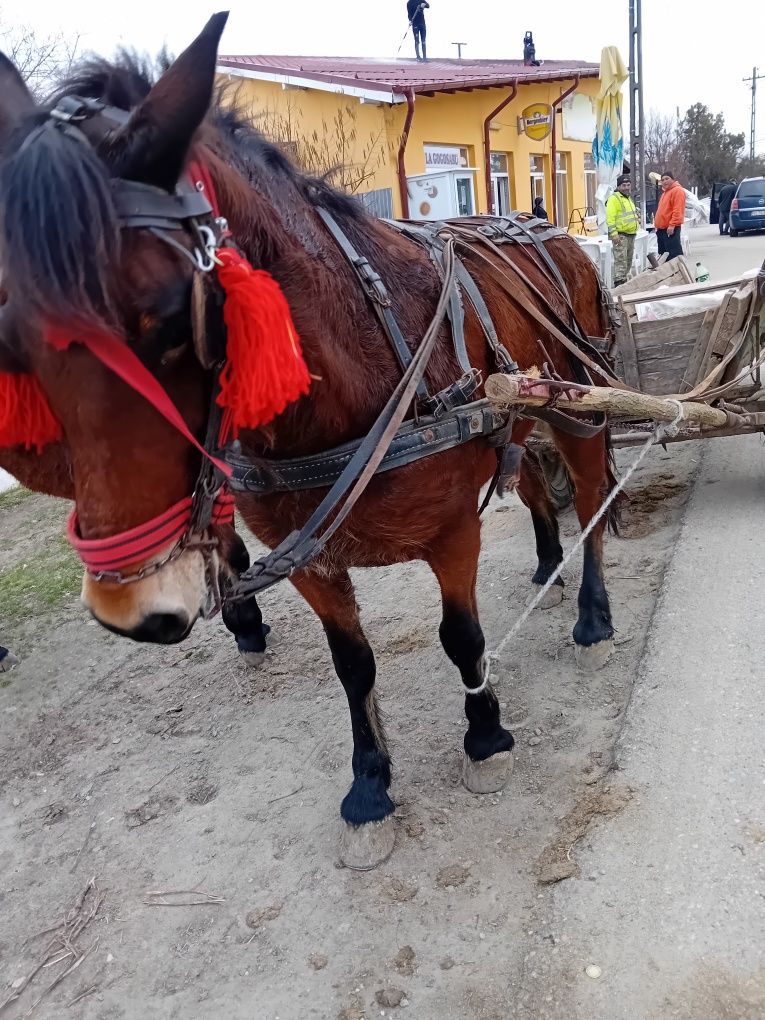 Vând iapa vârstă 6 ani f cuminte se vinde urgent!