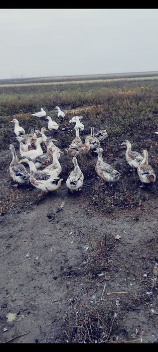 Rate românești tinere și pekin de carne