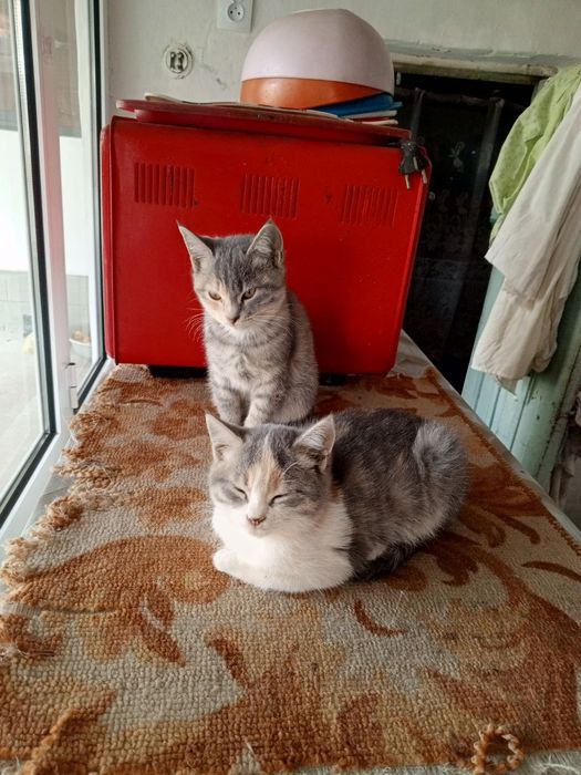 Котята маленькие милые