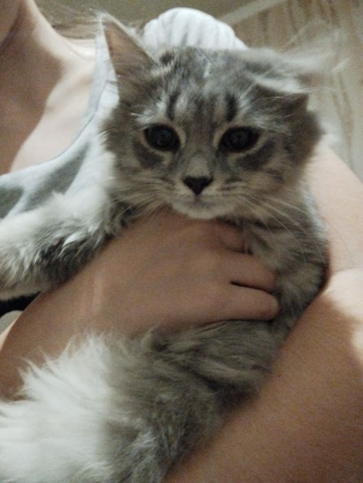 Отдам котенка в добрые руки