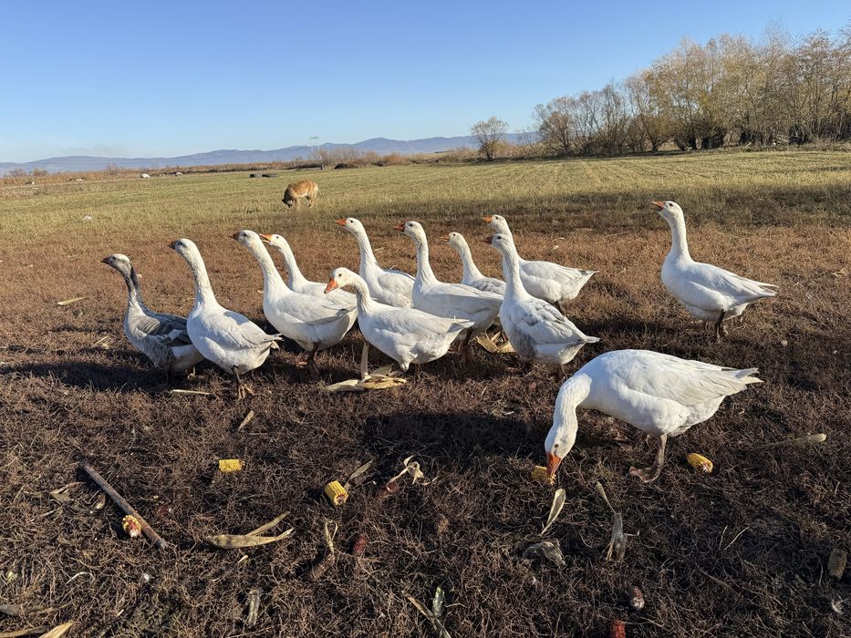 gâște crescute natural în gospodărie