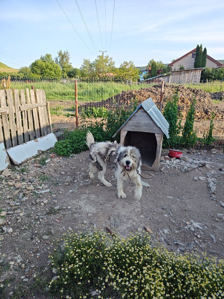 Donez câine ciobănesc