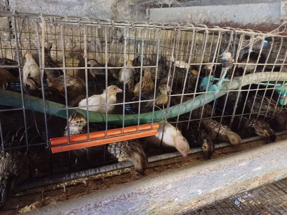 Vând pui de prepeliță!