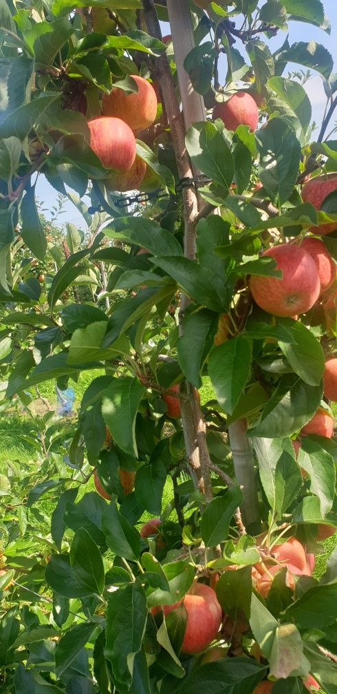 Curățirii de pomi fructiferi