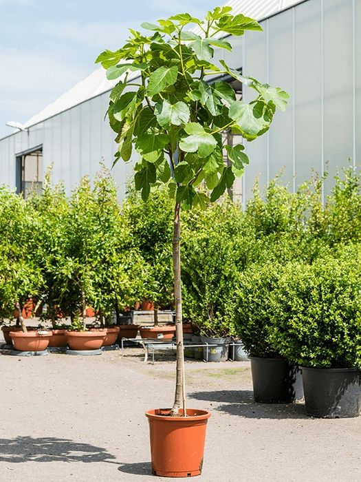 Smochin La Ghiveci (Toate Soiurile)