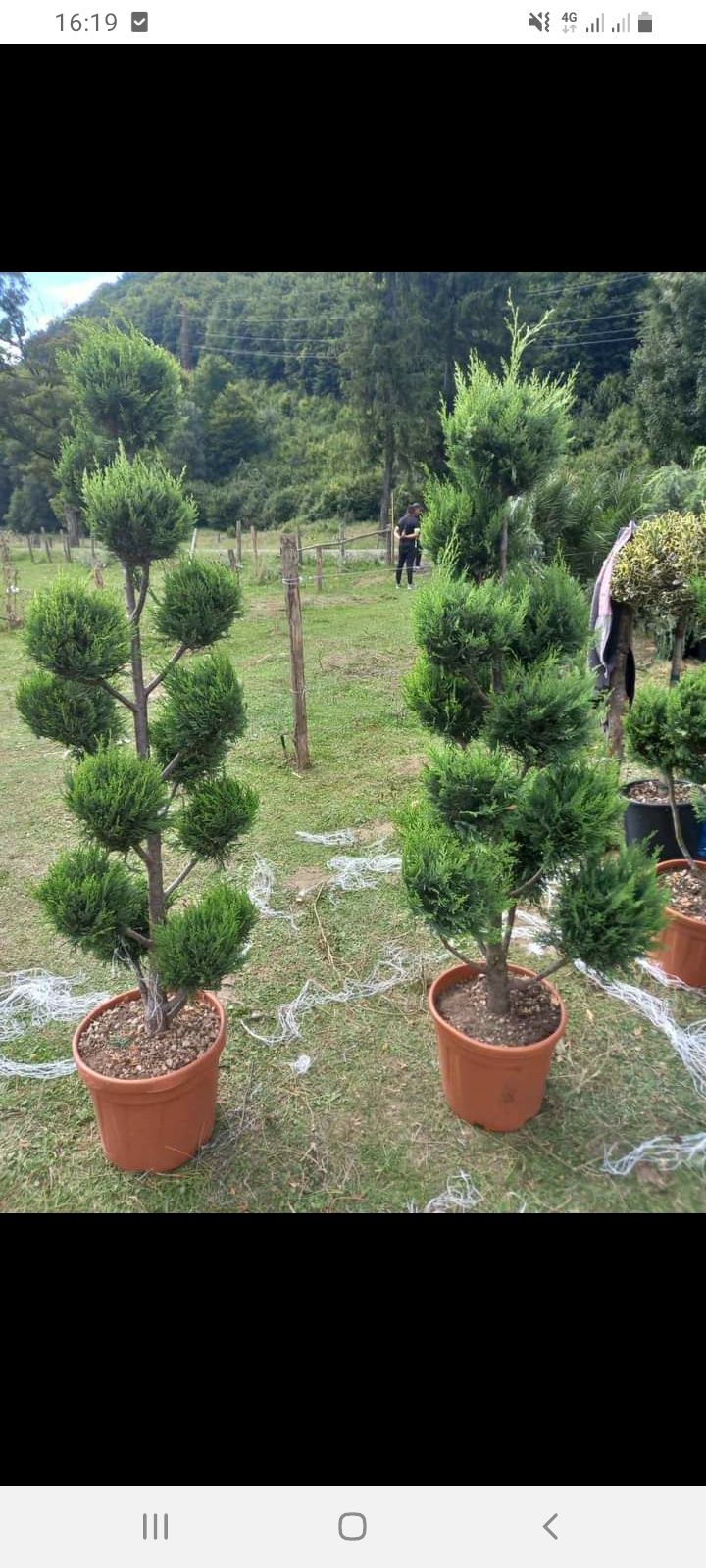 Vând și livrez plante ornamentale