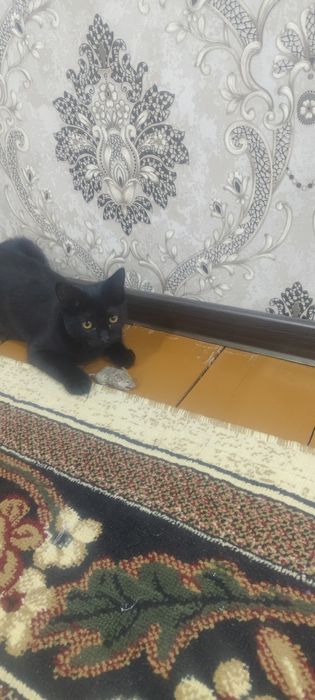 Мушук зотли кизча