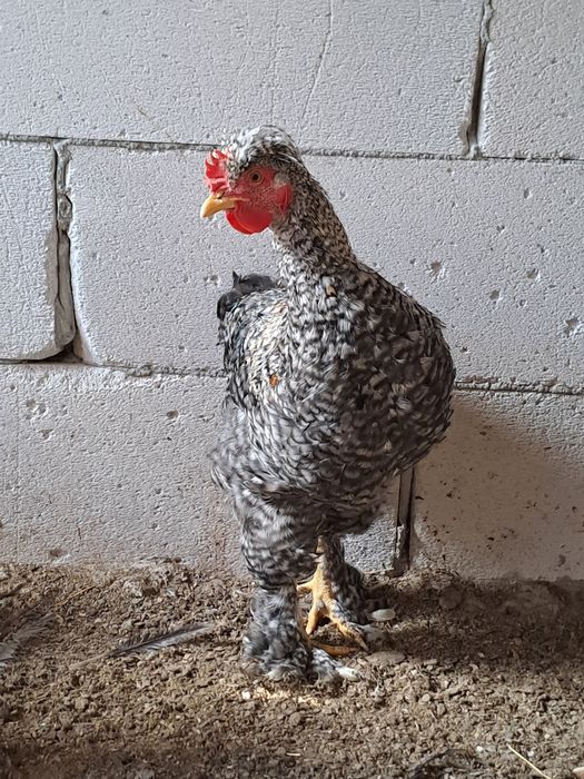 Cocoși tineri de vânzare