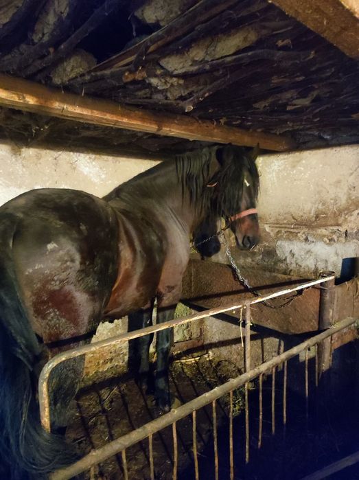 Armăsar corcitura 5 ani