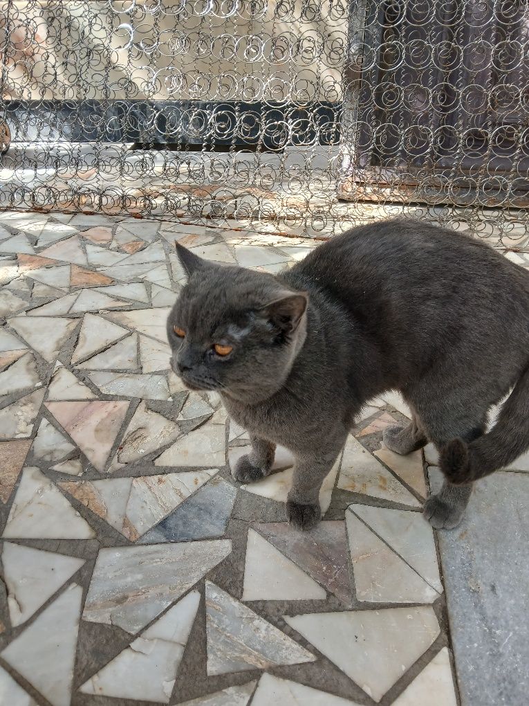 Отдам поролистого кота в хорошие руки