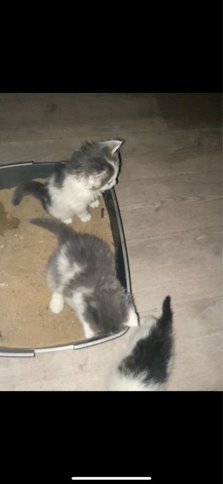 СРОЧНО!! Раздам котят мышеловов