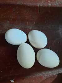 Italiana potarnichiu-oua pentru incubat