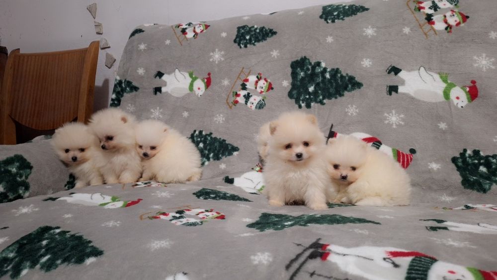 Померан мини померанчета