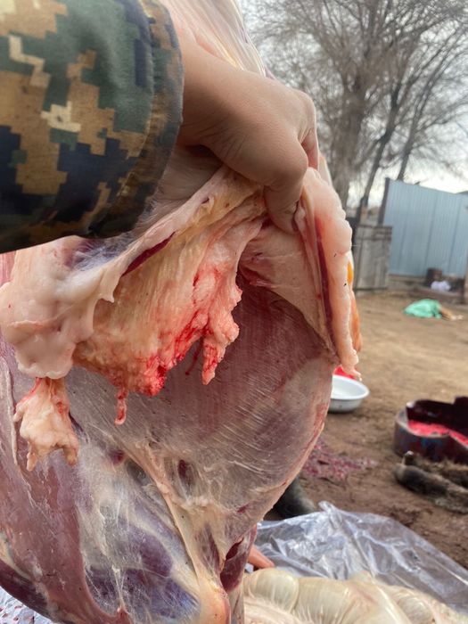 шынтақ қазымен тай сатылады