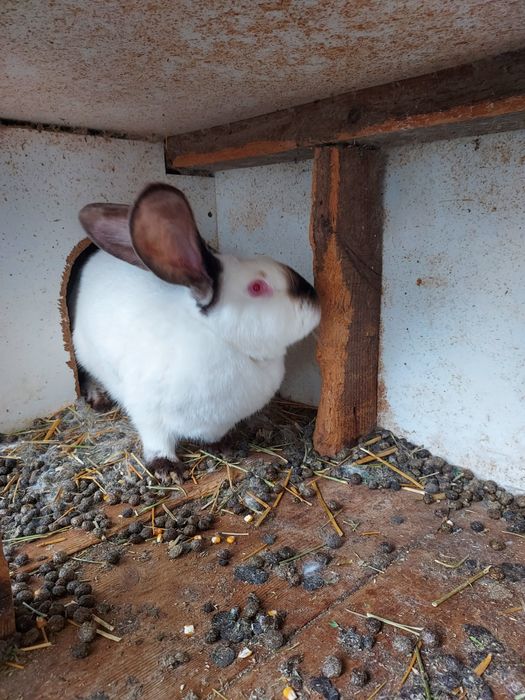 De vânzare uriaș de Transilvania