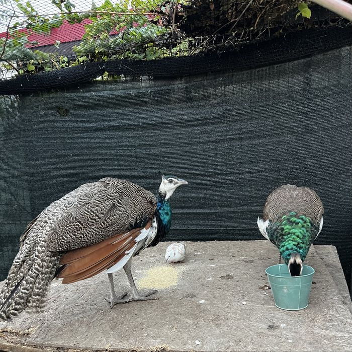 Mascul si femela , standard !