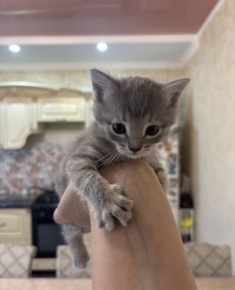 Котенок в добрые руки