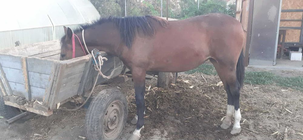 Vand Carlana cuminte