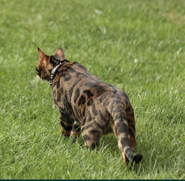 Бенгалский мушукчалар 100% тоза