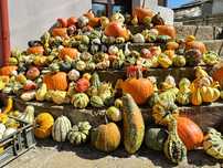 Dovleci ornamentali si dovleci de Halloween