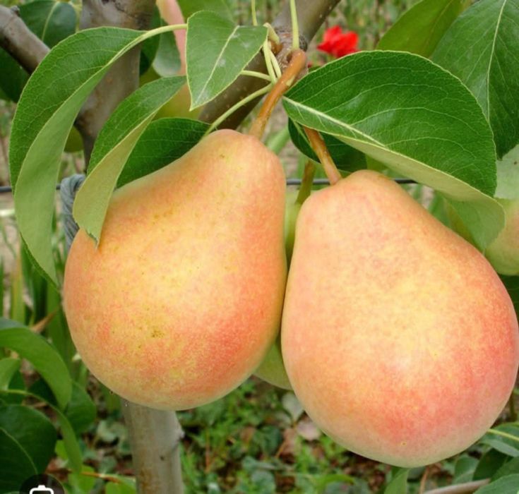 Pomi fructiferi certificati