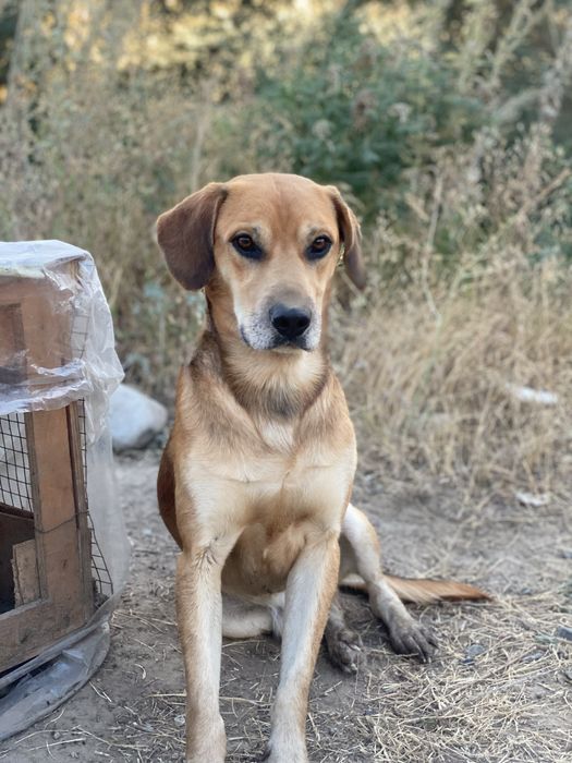 Классный пёс в добрые руки