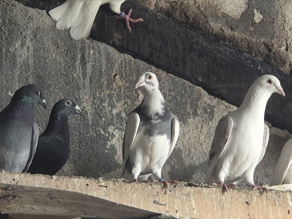 Vând porumbei voiajori stil vechi