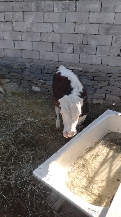 Продаётся бички подсосы 12 голов срочно