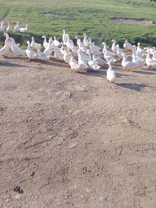 Vînd reațe de carne