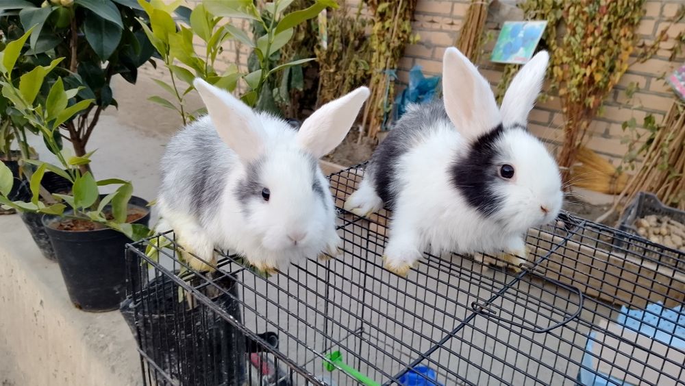 Parodali quyonlar pandacha