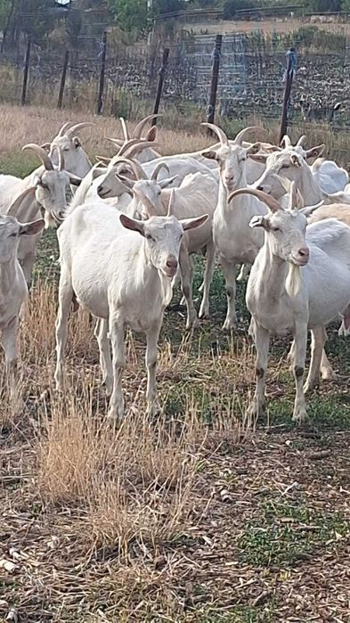 Capre Saanen de vânzare