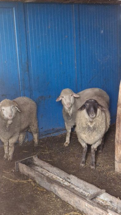 Berbeci de vânzare Buzău