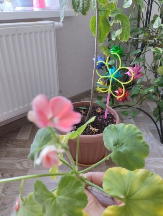 Комнатные цветы . Фиалки бархатные , королевская герань и обычная .