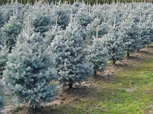 Сребристни елхи и смърчове